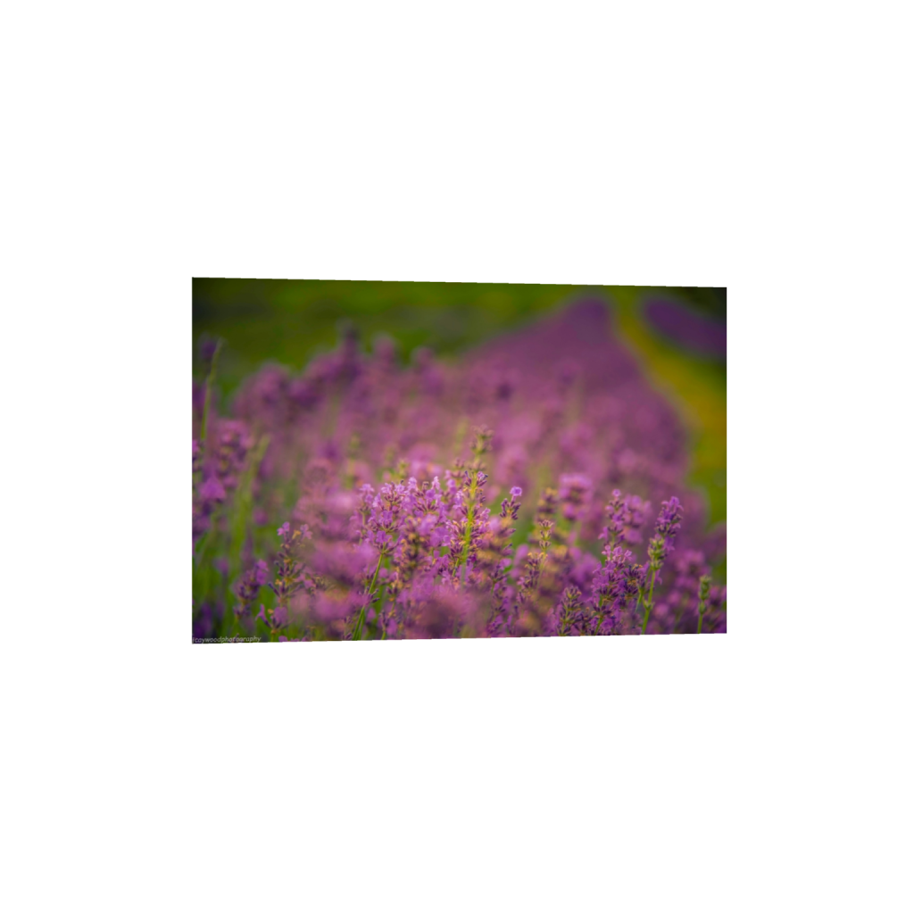 fineartprints_rectangle2_3_0_2_6016_4010_0_false_ffffff_0_0.png