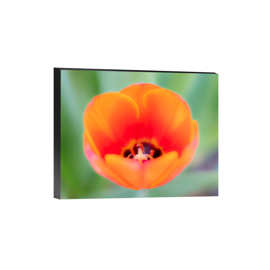 standout_rectangle4_5_688_0_6880_5504_0_false_ffffff_0_0.png