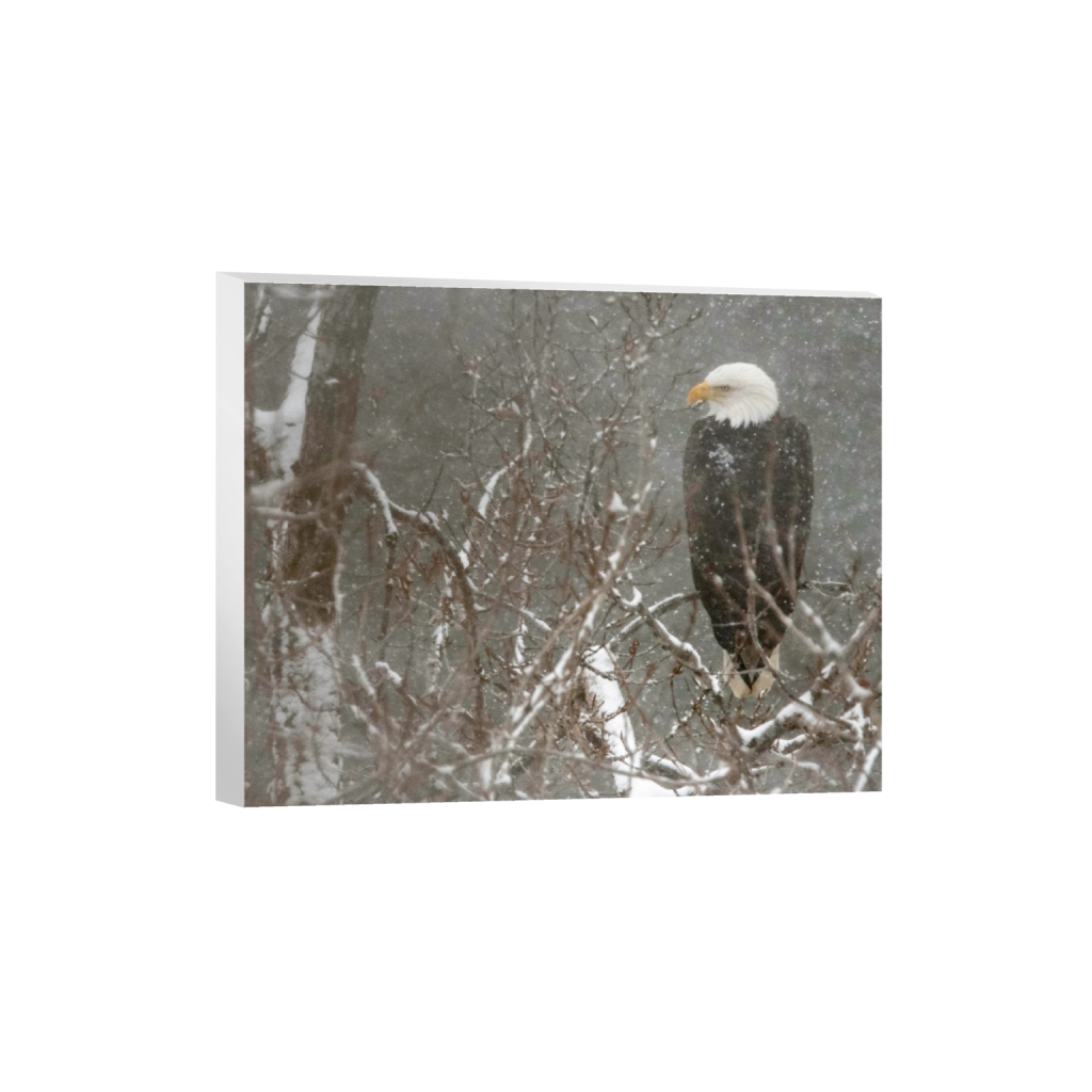 canvas_rectangle4_5_303_0_3036_2429_0_false_ffffff_0_0.png