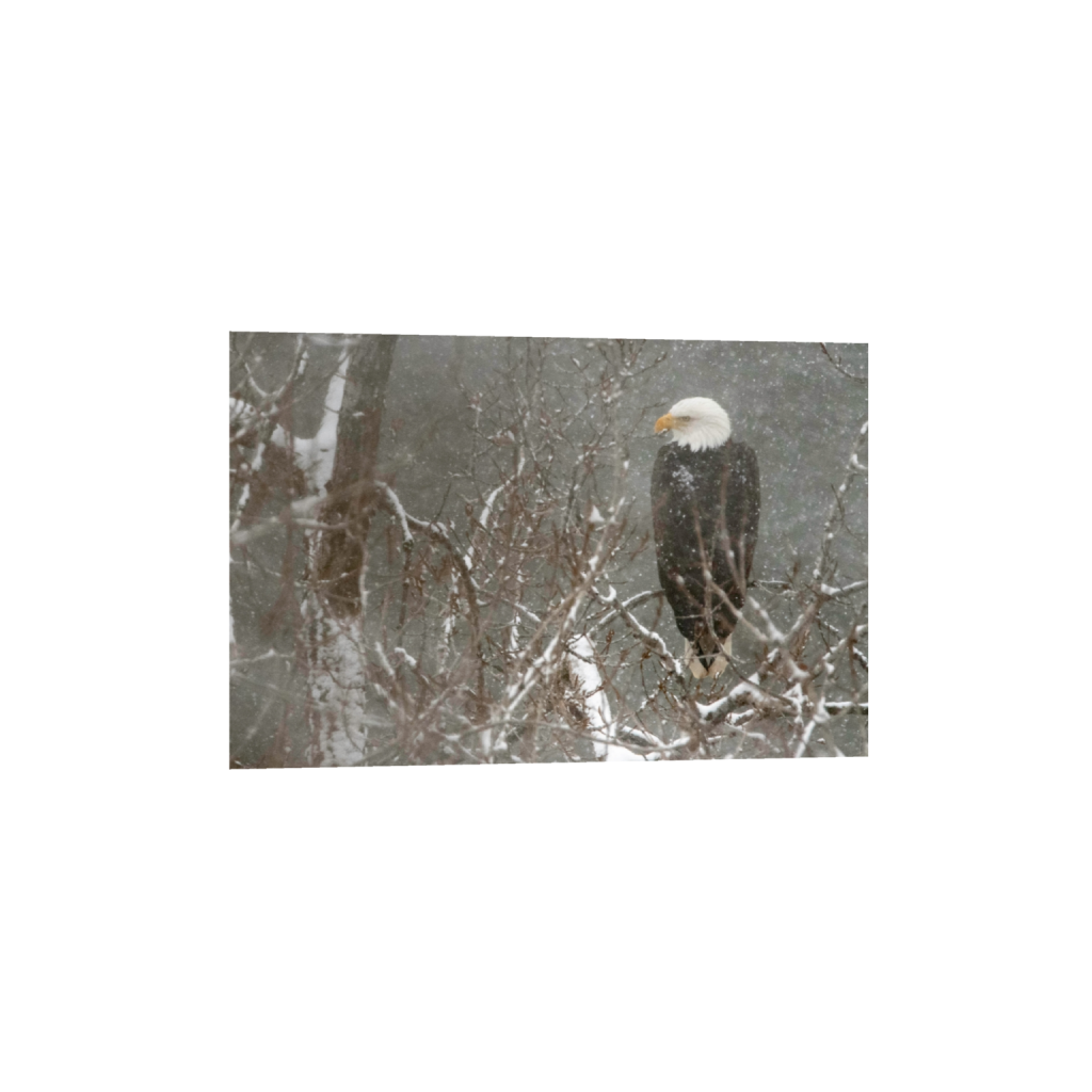 fineartprints_rectangle2_3_0_0_3643_2429_0_false_ffffff_0_0.png