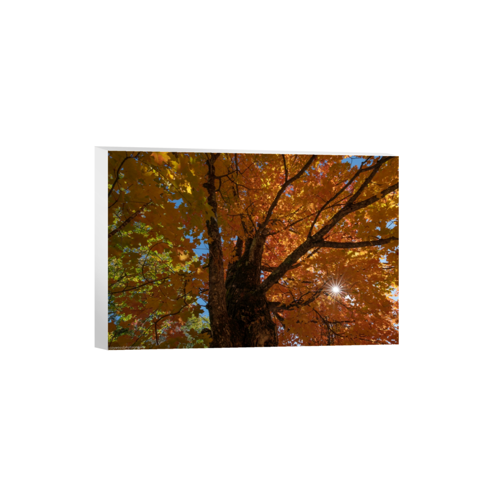 canvas_rectangle2_3_0_0_8256_5504_0_false_ffffff_0_0.png