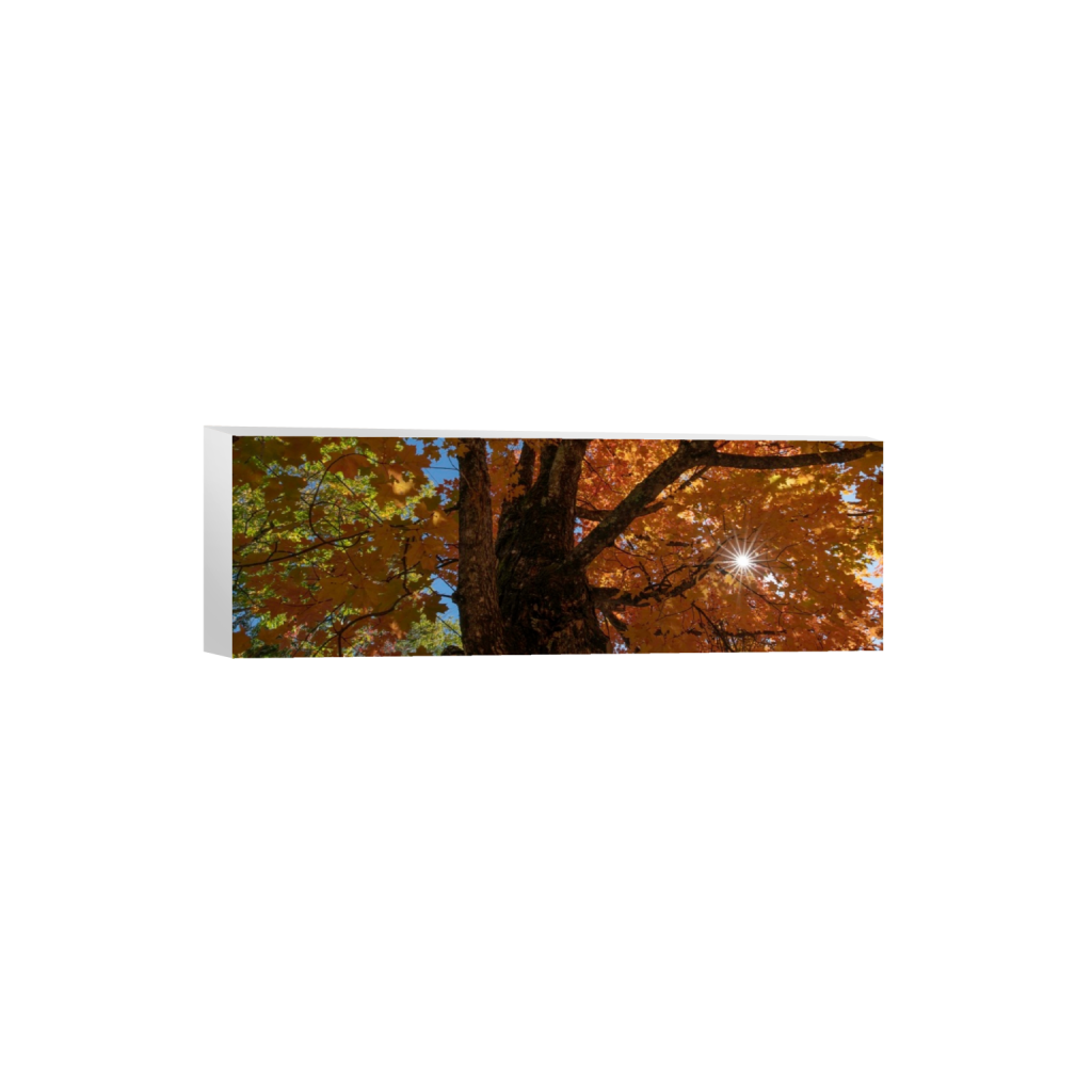 canvas_rectangle1_3_0_2311_8256_2752_0_false_ffffff_0_0.png
