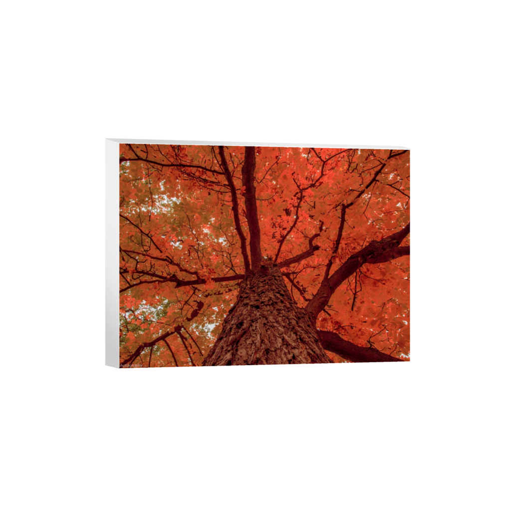 canvas_rectangle3_4_330_0_5354_4016_0_false_ffffff_0_0.png