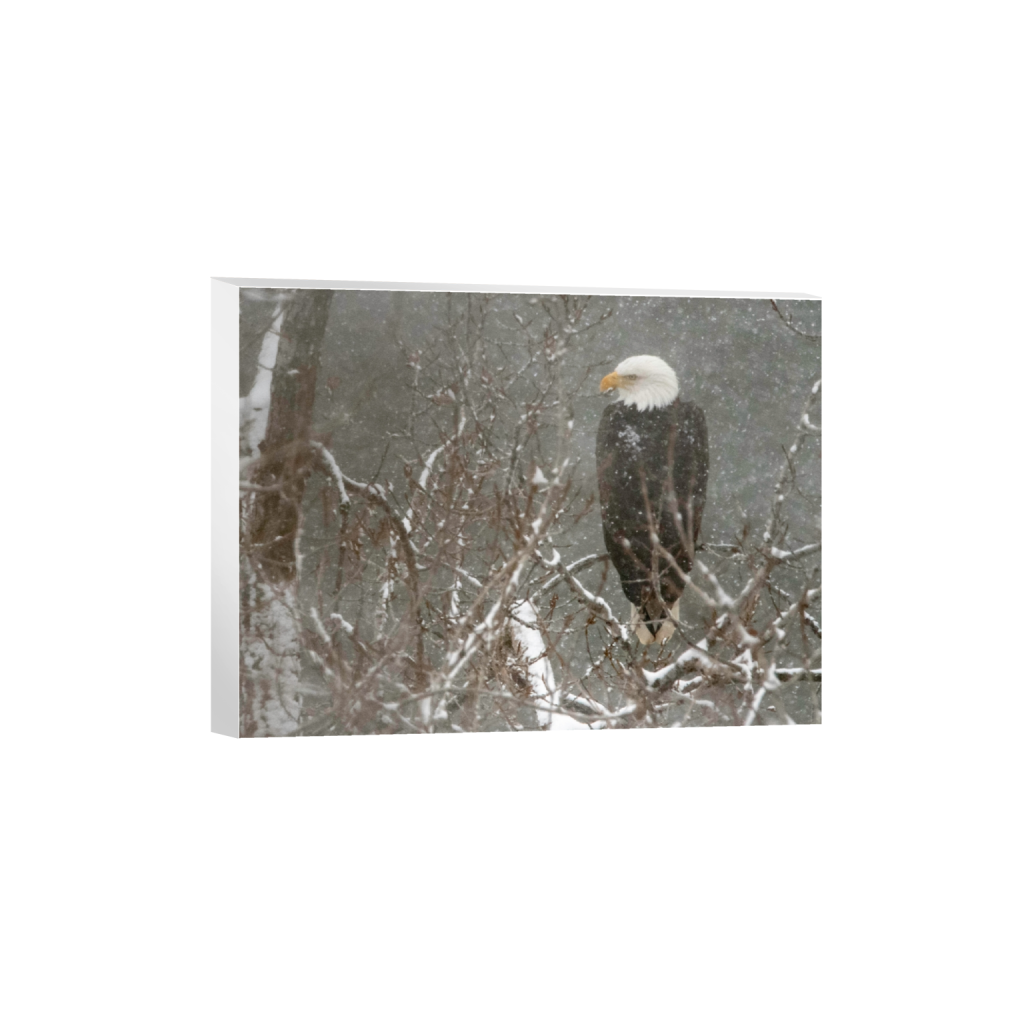 canvas_rectangle3_4_413_0_3238_2429_0_false_ffffff_0_0.png