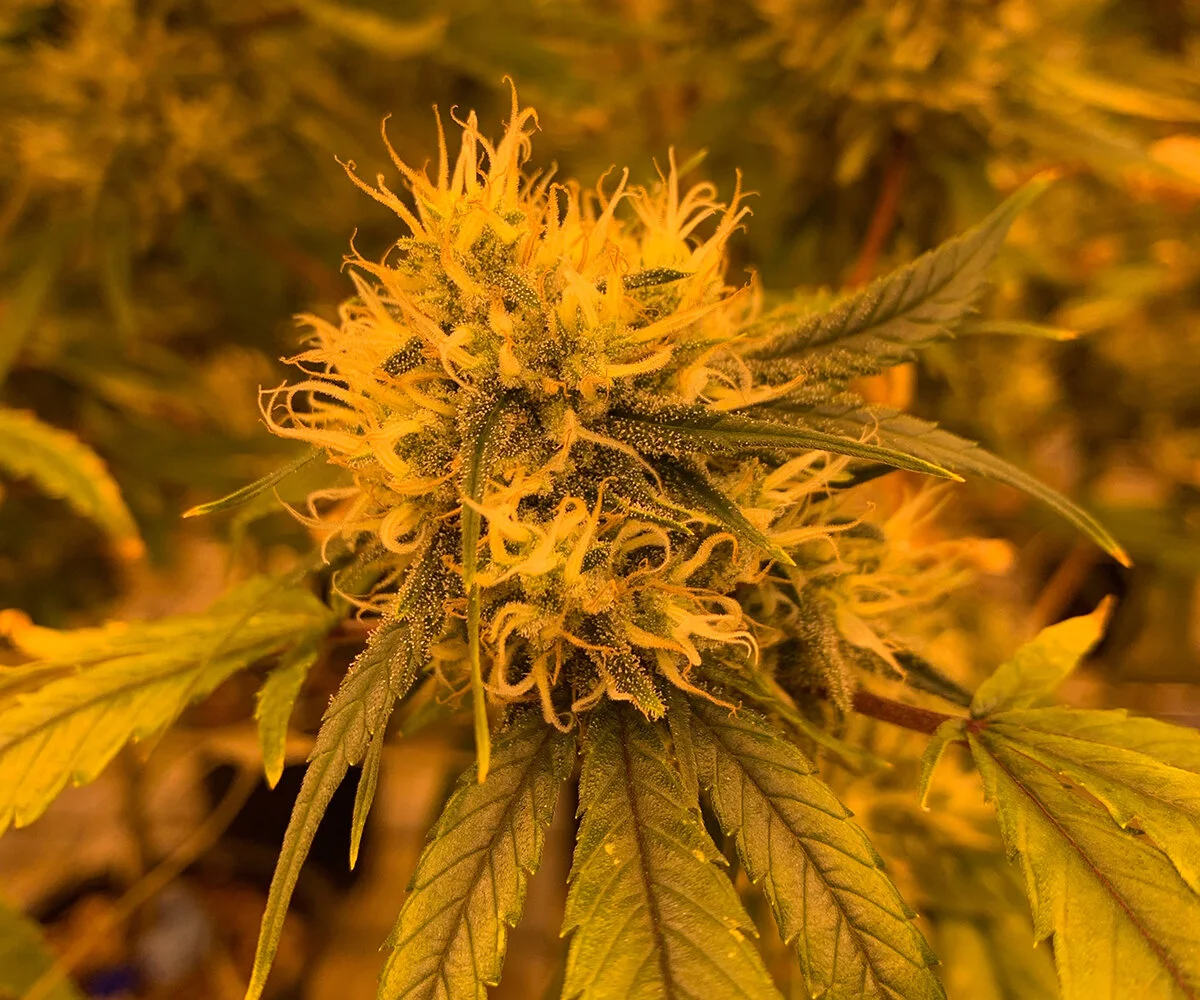 Today's New Music and Freeform #playlists