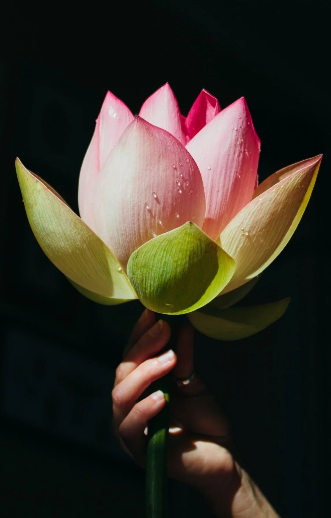 Fresh 4-5 PM PST / 1-2 AM CET