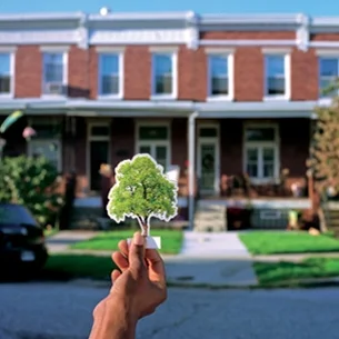 TreeBaltimore.03.jpg