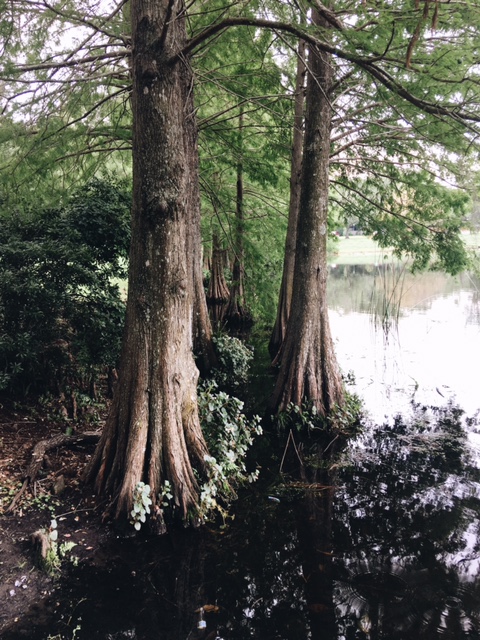 Greenwood Urban Wetlands
