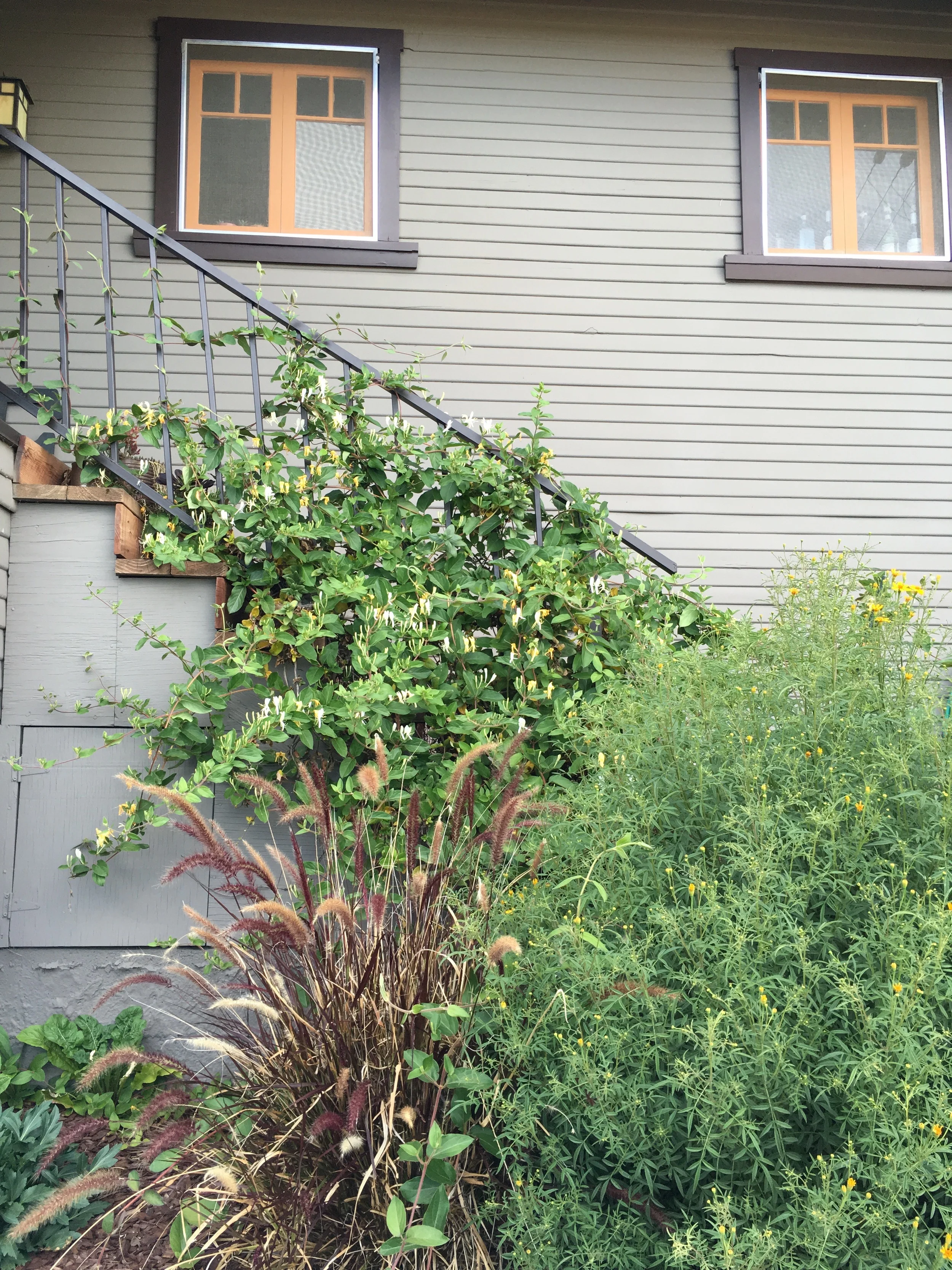 yard_05.jpg