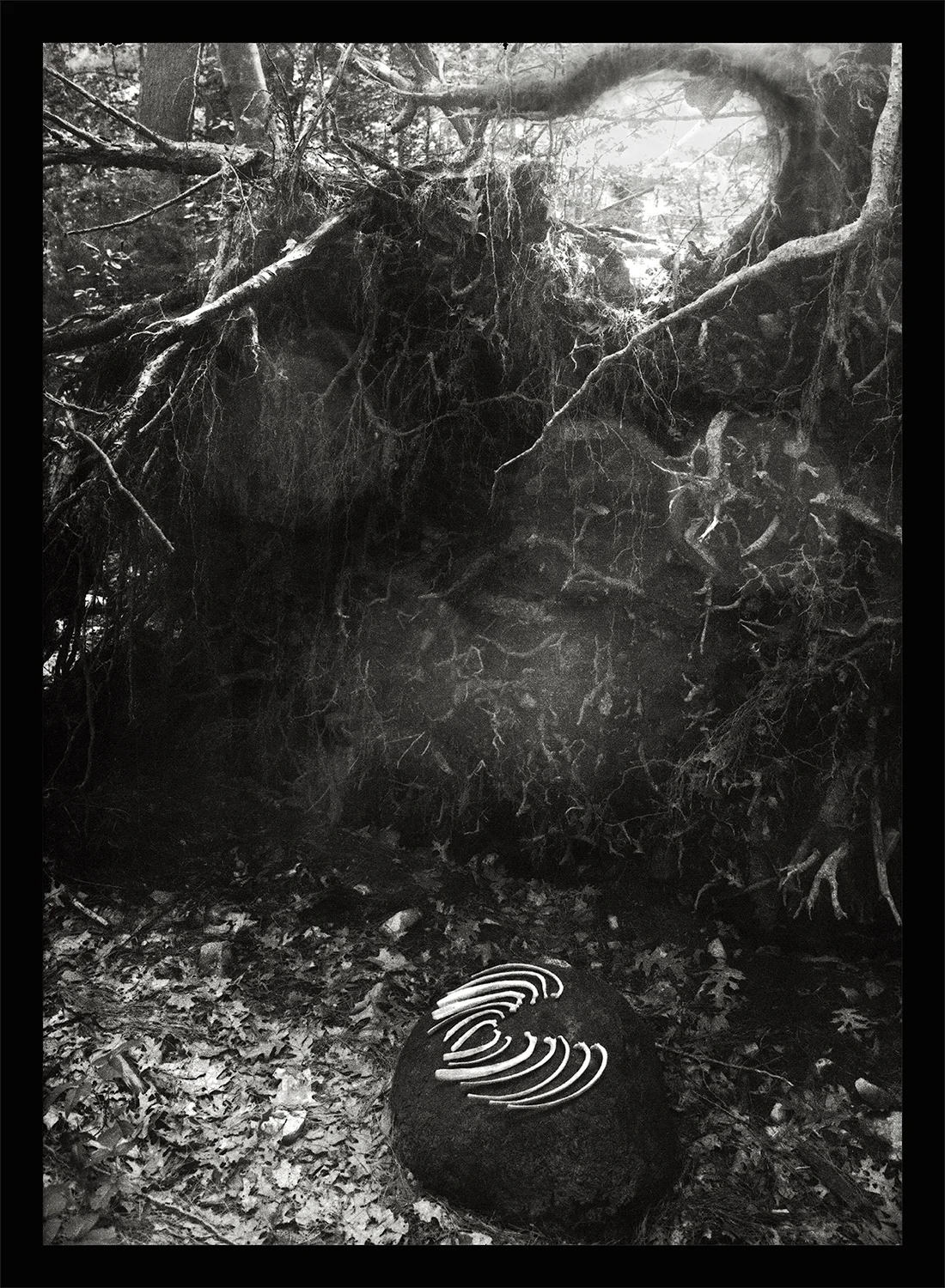 Wings, bones, light