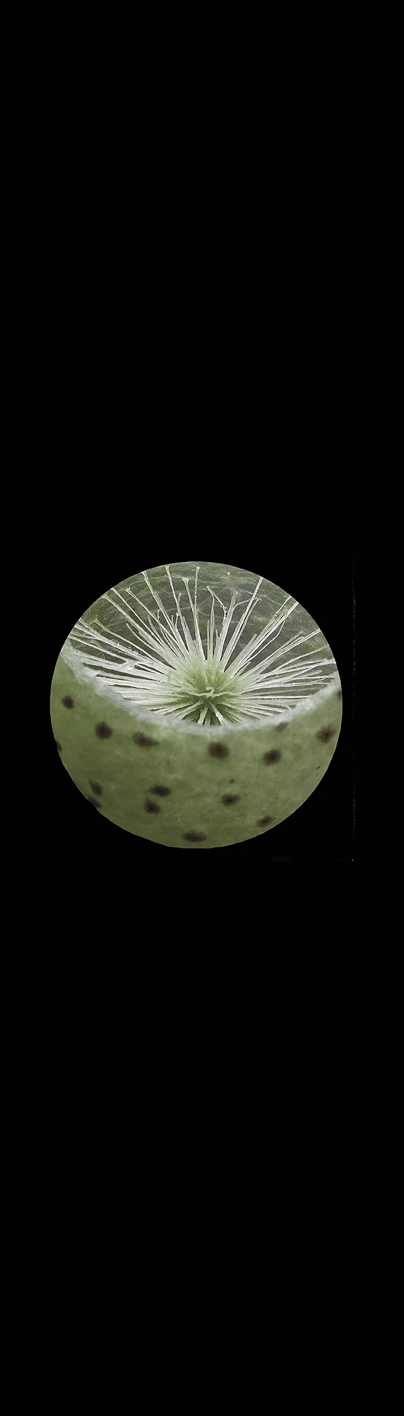 The Oak Apple Moon