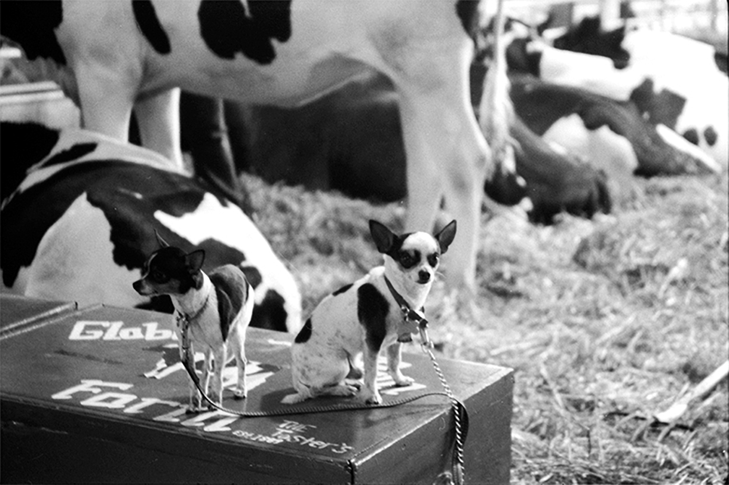 Matching Cows and Chihuahuas, PA State Farm Show