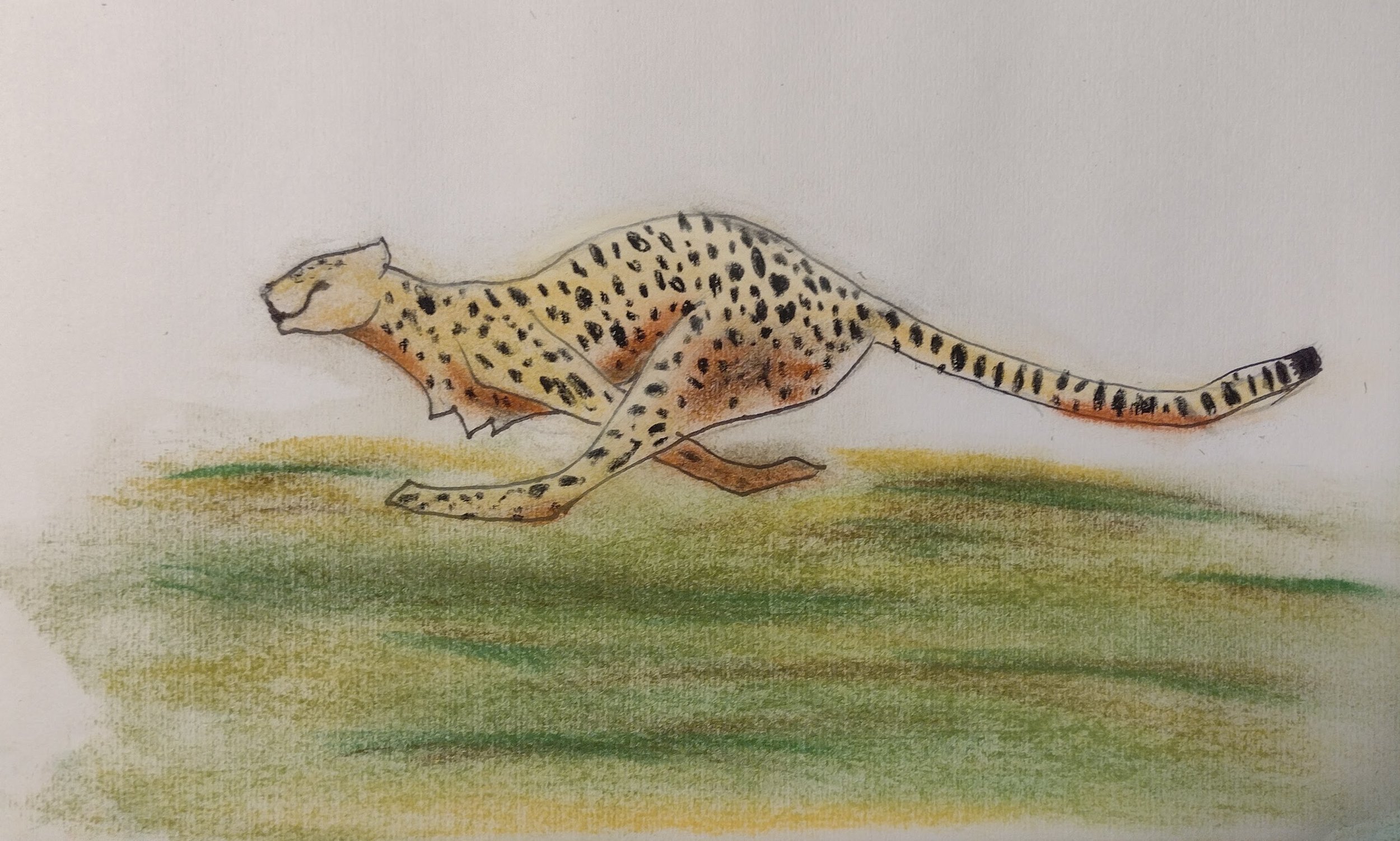 Julia's Cheetah.jpg