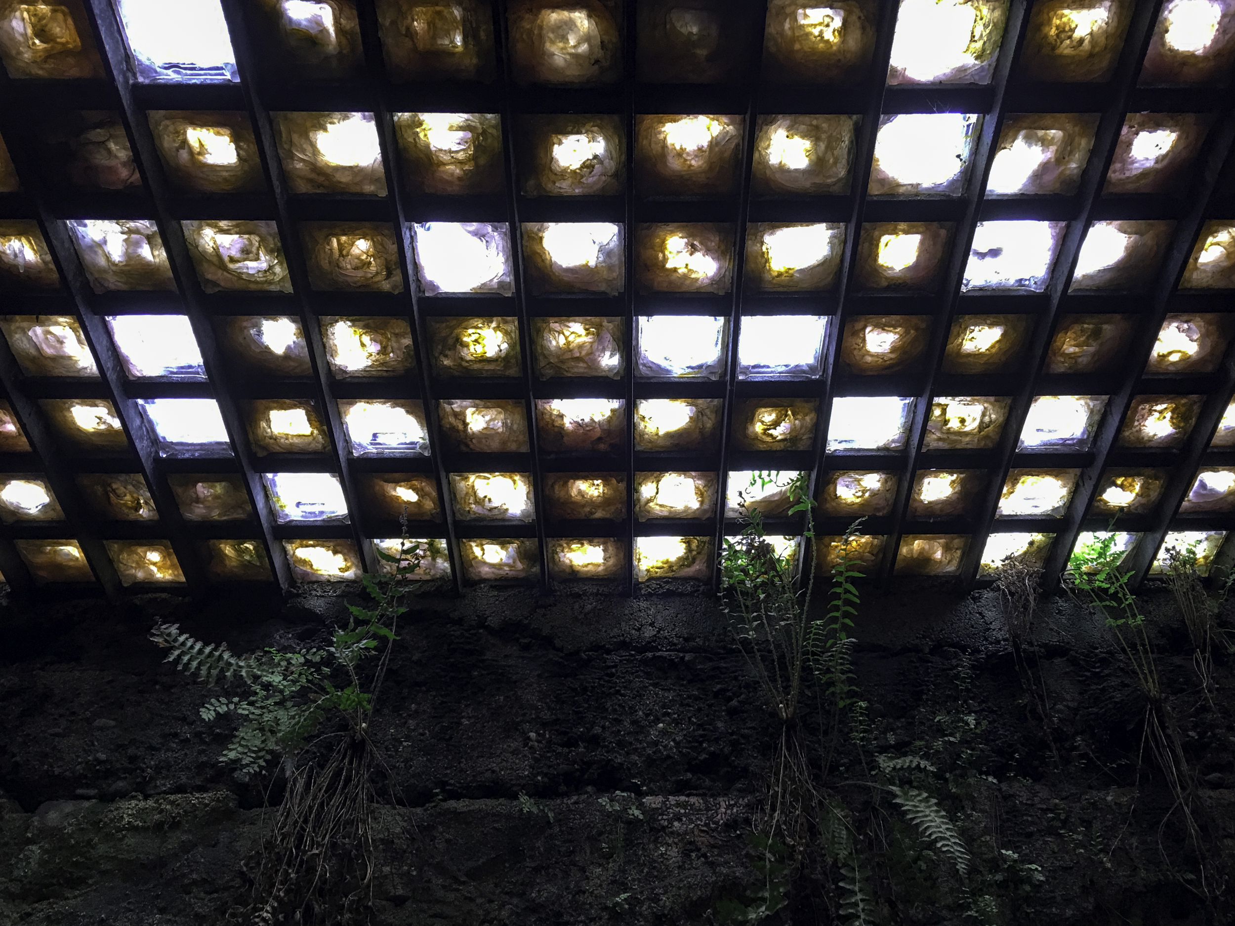 #seattle #underground #glass #fern