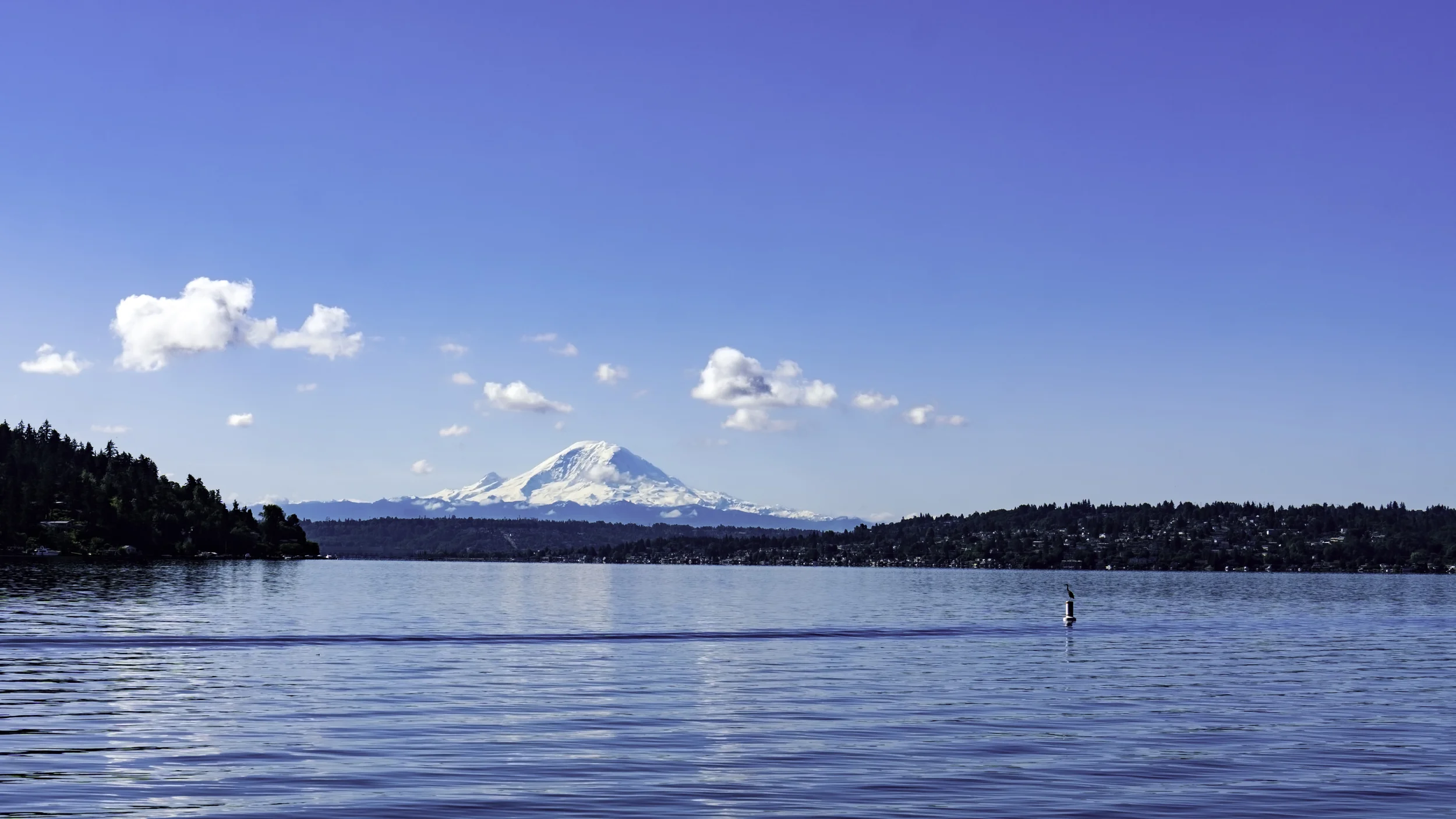 #bird #admiring #rainier @ #seward #park #seattle