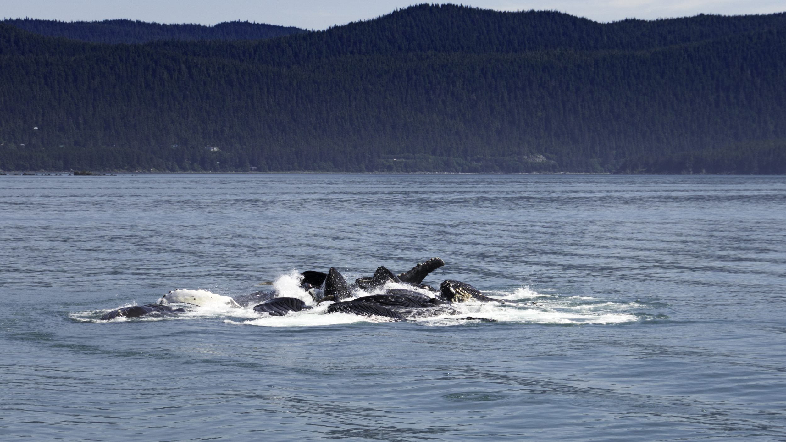 These Humpback whales are bubble net feeding. #humpback #whales #alaska