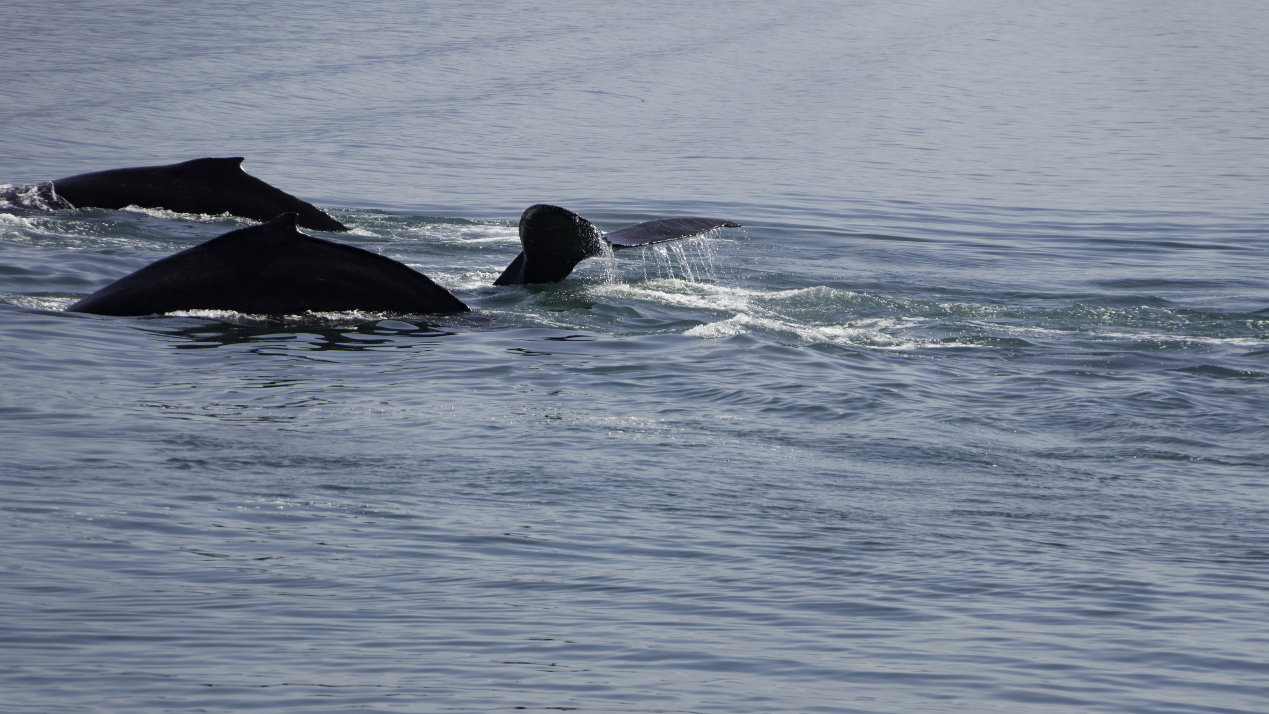 #humpback #whales #alaska