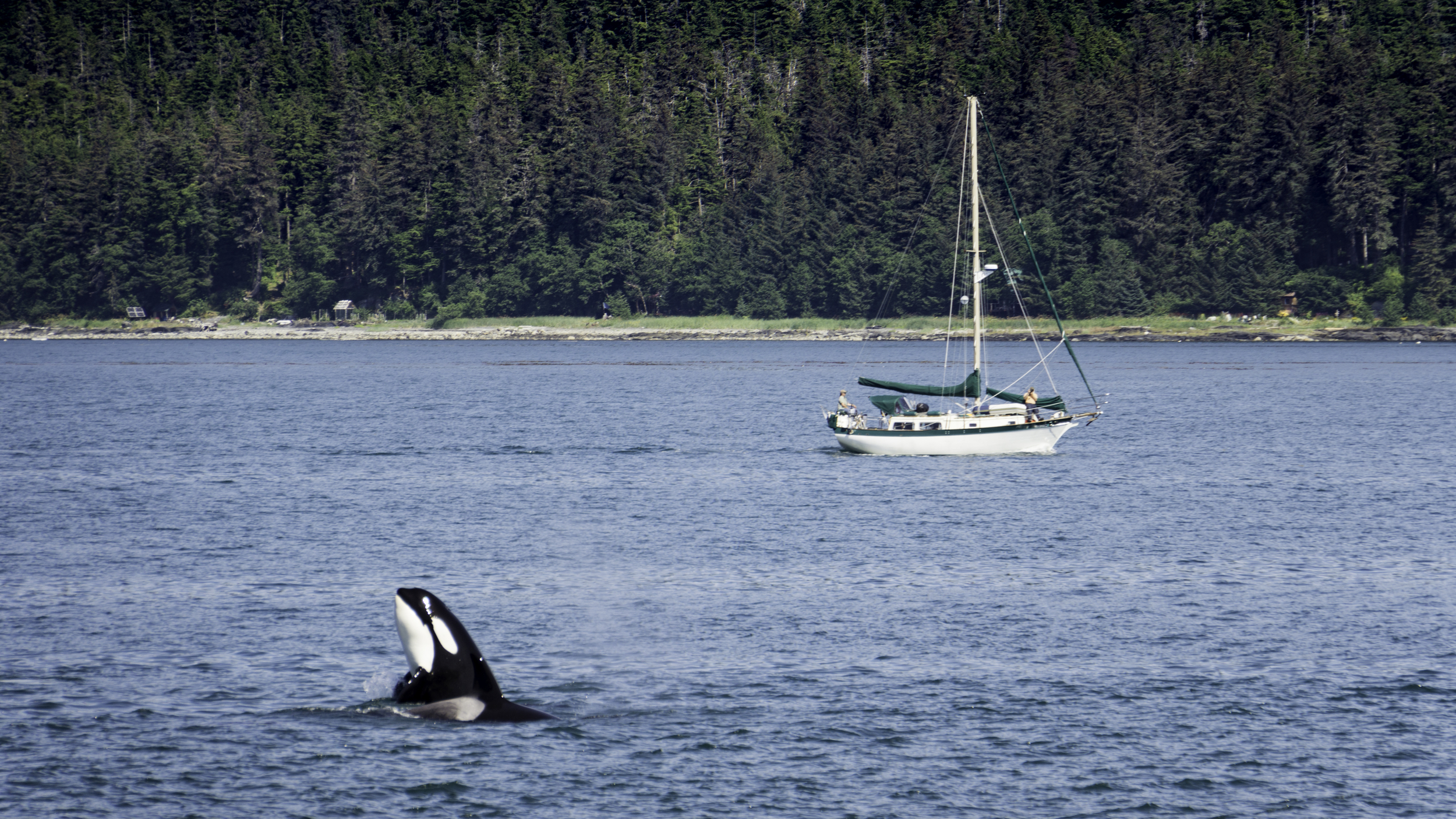 This whale is spyhopping. #orca #whale #spyhopping #alaska