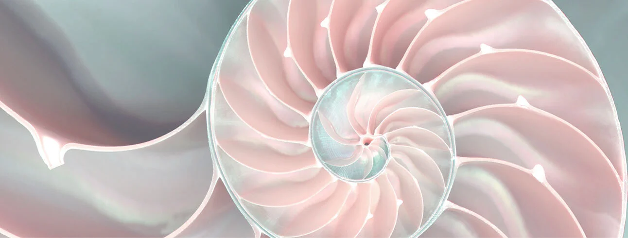 Copy of nautilus_about.jpg