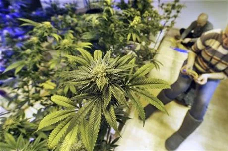 Drug traffickers seek safe haven amid legal marijuana.