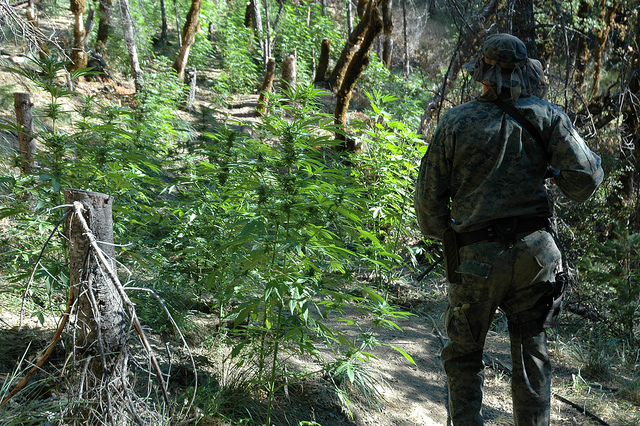 A law enforcement officer surveys an illegal marijuana grow.