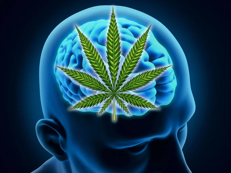 New Study Finds that Marijuana Affects Verbal Memory in Middle Age