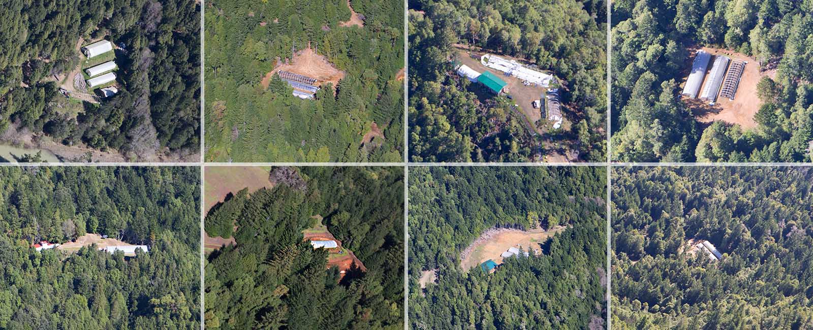Seen from the air are eight marijuana growing operations hacked from the redwood forests of Humboldt County. (Photos: Mary Grace McKernan)