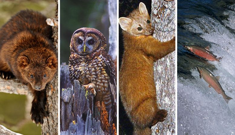 Endangered animals in Humboldt include the Pacific fisher, the northern spotted owl, the Humboldt marten, and the coho salmon. (Photos: Don Johnston/Getty Images; Jared Hobbs/Getty Images; Flickr; Helge Schulz/Getty Images)