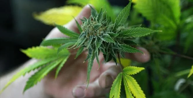 5 Reasons Marijuana Should Remain Illegal