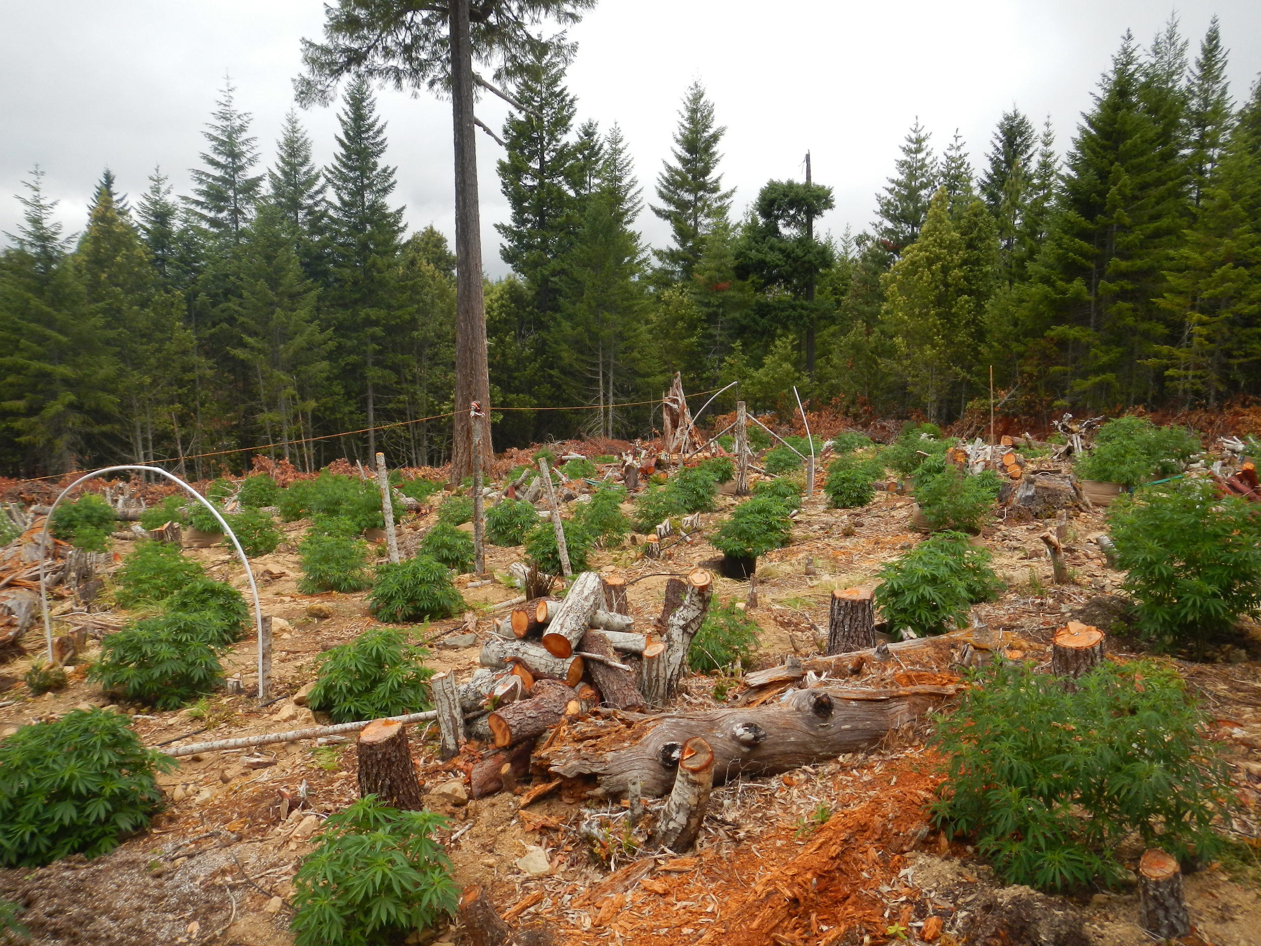 Similar grow operations can be found in California. This one is located in Humboldt County.