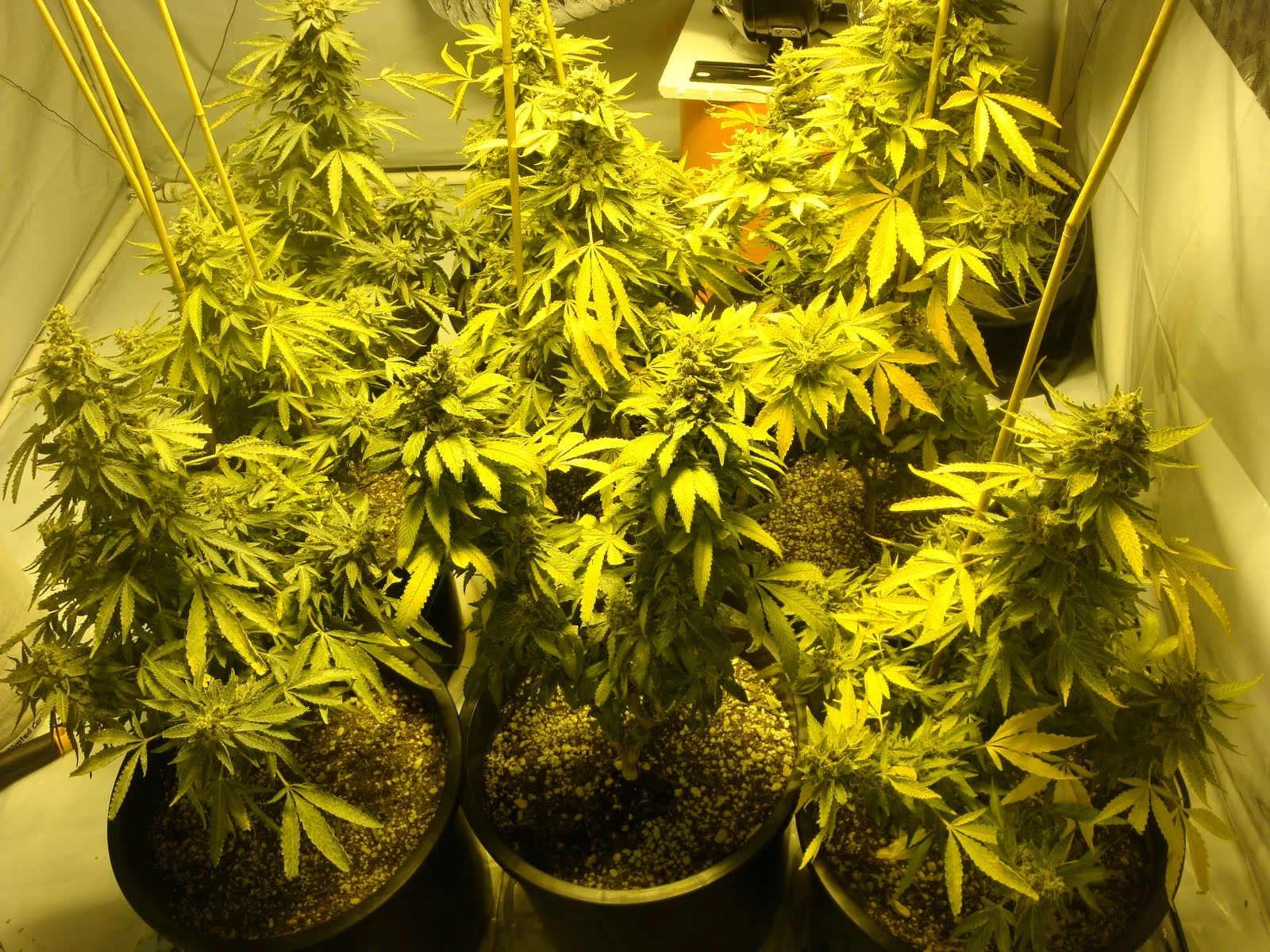 7 things to know now that Prop 64 is law