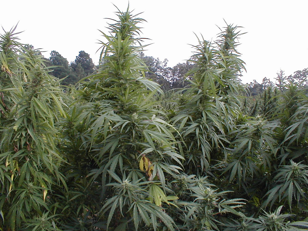 U.S._Government_Medical_Marijuana_crop._University_of_Mississippi._Oxford.jpg