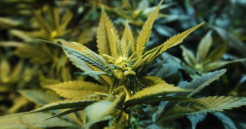 Five years later, Colorado sees toll of pot legalization