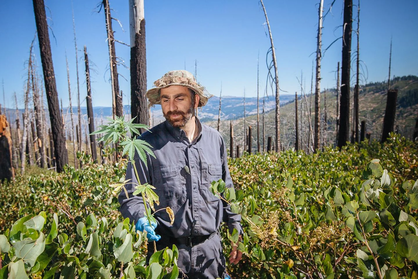 The unexpected presence of a new marijuana plant at an eradicated grow site sets off alarm bells for Mourad Gabriel, executive director of the Integral Ecology Research Center. It is not uncommon for eradicated but unreclaimed grow sites to become repopulated by a drug cartel. When Gabriel pulled the plant from the ground, he sighed in relief. The root structure of the plant indicated that it was the product of successful pollination and survived Northern California’s harsh winter. This means the plant grew on its own and was not the product of new planting. PHOTOGRAPH BY MORGAN HEIM