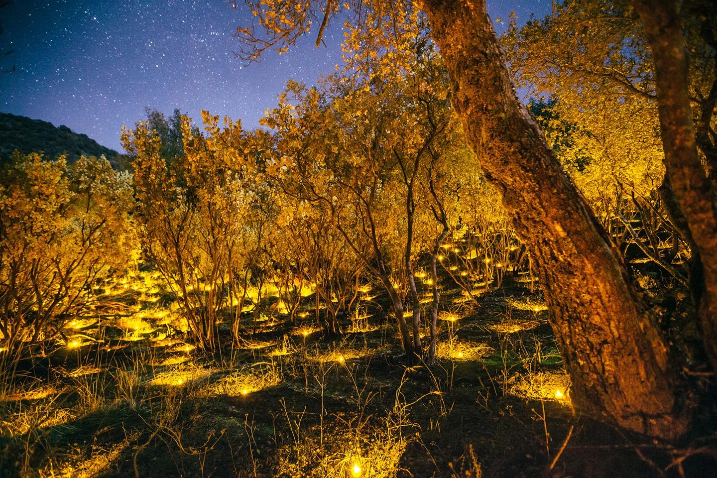 All that glitters is not gold. In California, marijuana grows account for a multibillion-dollar industry. The grows are sophisticated and covert operations. Rather than clear an area, many drug cartels will instead plant marijuana in the understory, a layer of vegetation beneath the forest’s main canopy. This particular grow on national forest land in the High Sierra was busted and reclaimed. Only the divots of where plants used to be remain. While the remnants of this former crop look neat and tidy, marijuana grown on public land is quickly poisoning the environment, wildlife and water. This plot in this one grow was the site for more than 1,200 plants. Some grows total as many as 40,000. PHOTOGRAPH BY MORGAN HEIM
