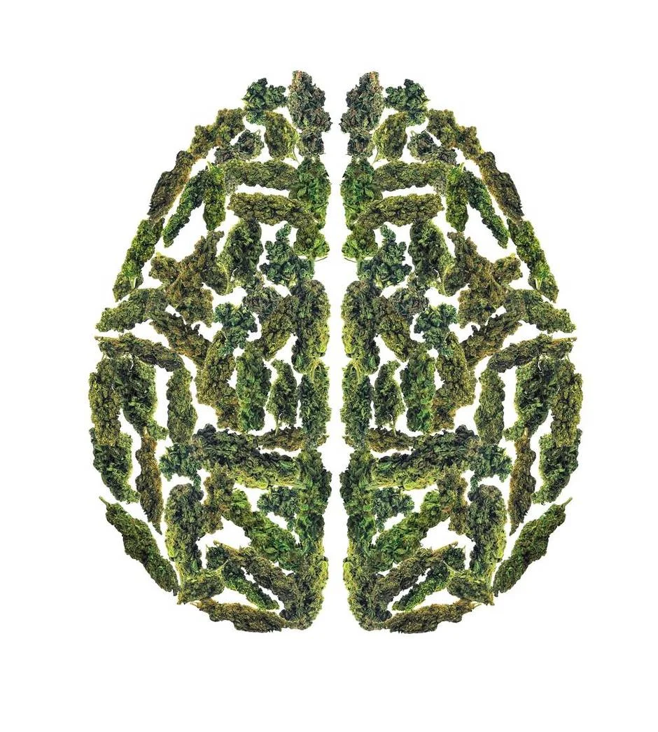Study reveals negative long-term effects of heavy cannabis use on brain function and behavior
