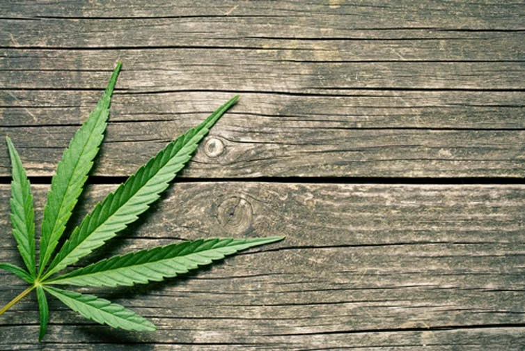 A cannabis leaf. The plant produces several compounds, one of which is CBD