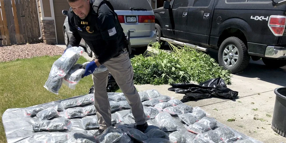An El Paso County sheriff's deputy processes bags of distribution-ready marijuana seized from an illegal grow house in Colorado Springs, Colorado on May 15, 2018.
