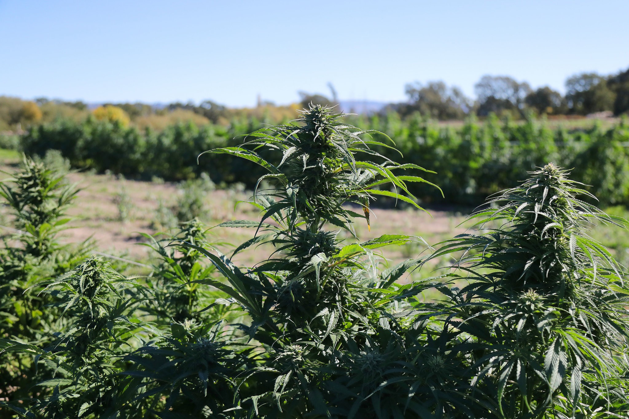 Cannabis buds on plants at New Family Farm in Sebastopol, Calif. Credit Jim Wilson/The New York Times