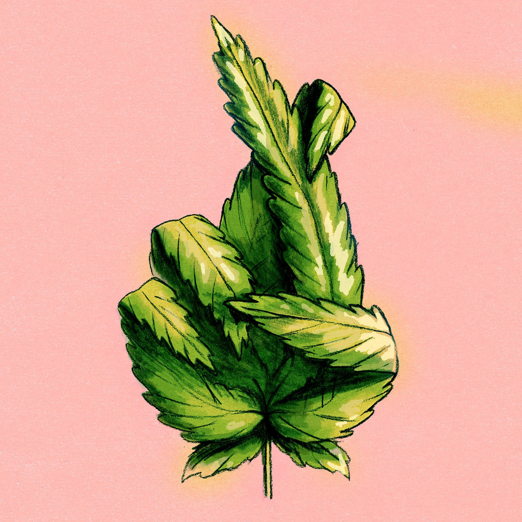 Legal? Illegal? Some players still work both sides of state marijuana industry