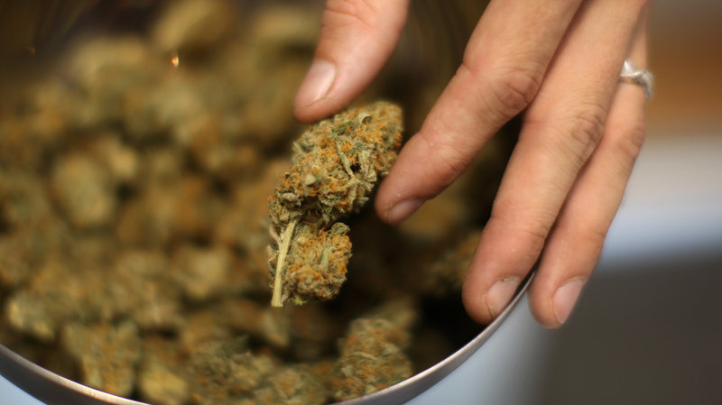 Studies have shown that the levels of THC, the main psychoactive compound in pot, have risen dramatically in the U.S. from 1995 to 2017.