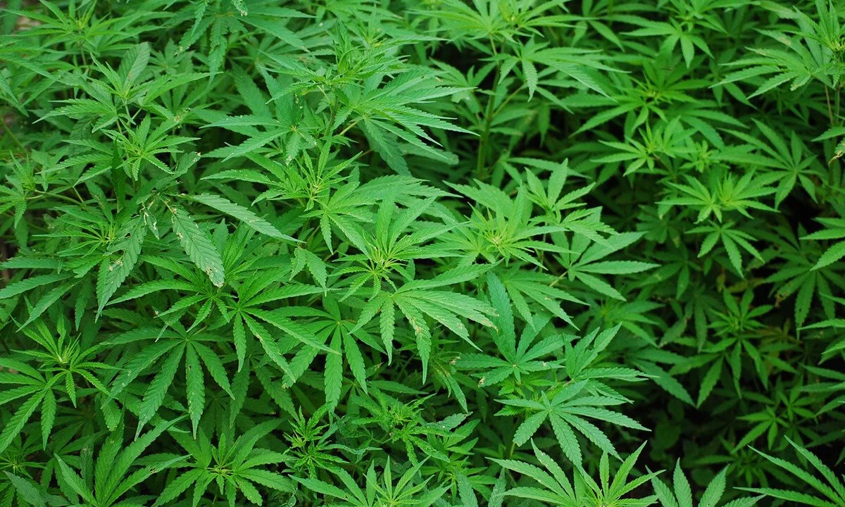 After Nearly Two Years of Legal Pot, What’s Working?