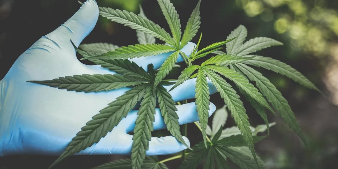 Duke: Study shows impact of paternal marijuana exposure on brains of offspring