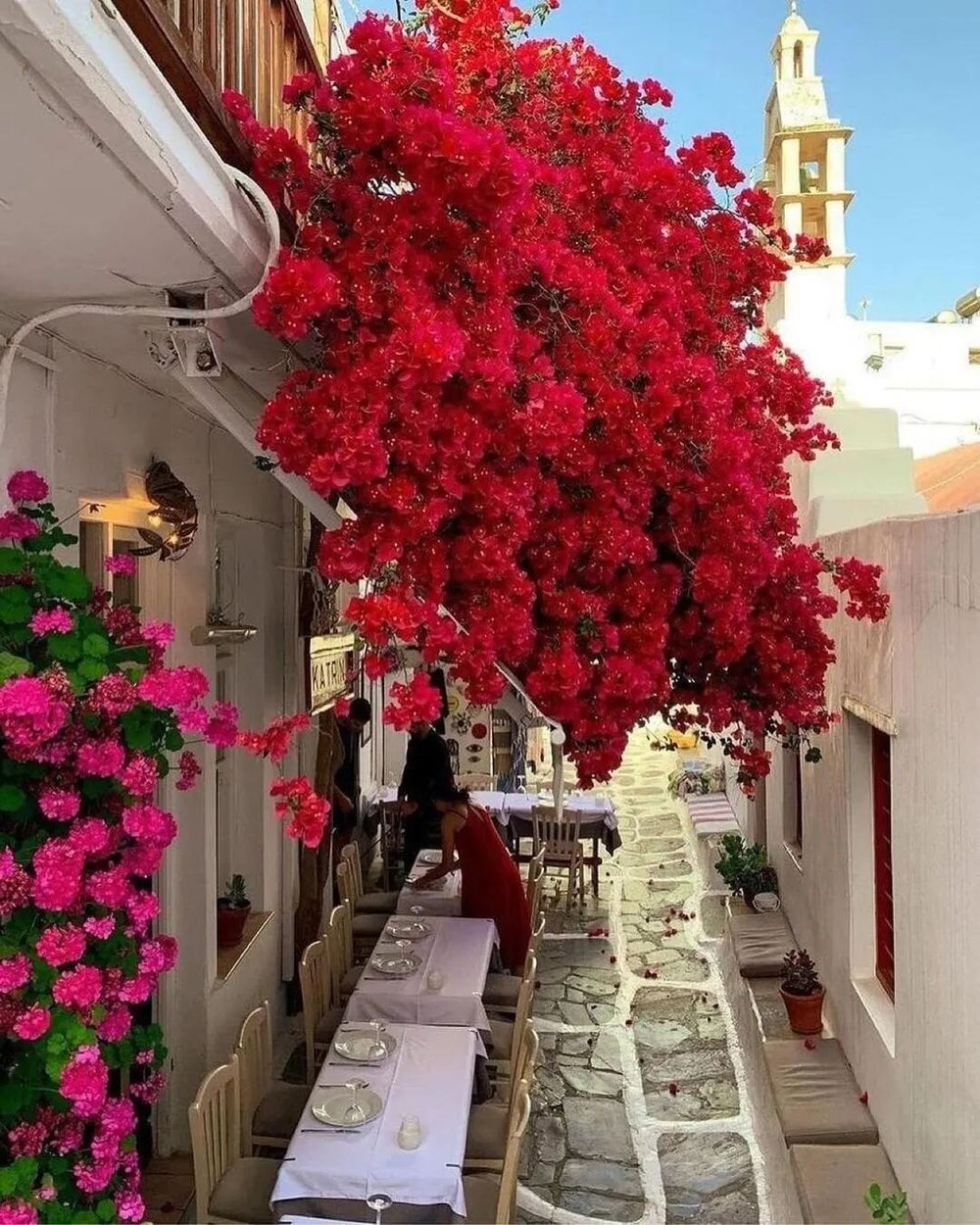 Amazing flower photos in Mykonos, Greece ❤️ 
&bull;
&bull;
&bull;
&bull;
📸: @SennaRelax