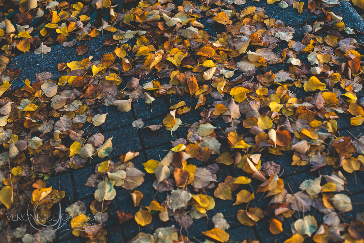 Automne in the valley