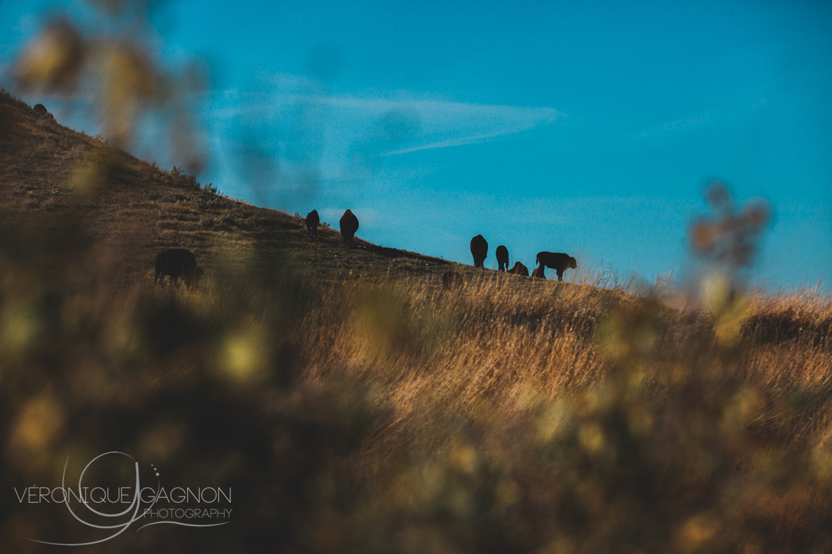 veronique Gagnon Photography