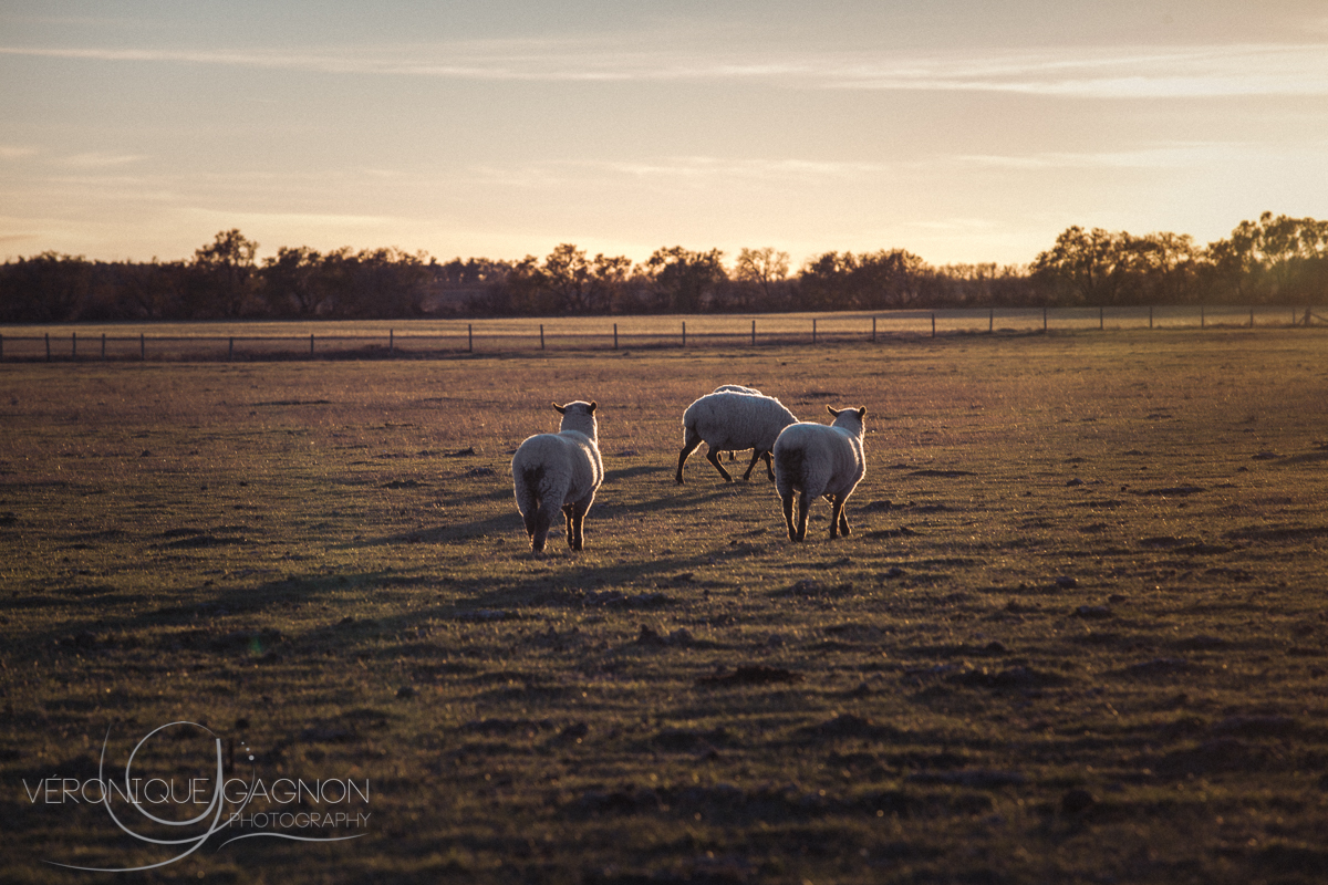 Can't get enough of these cute little sheeps.