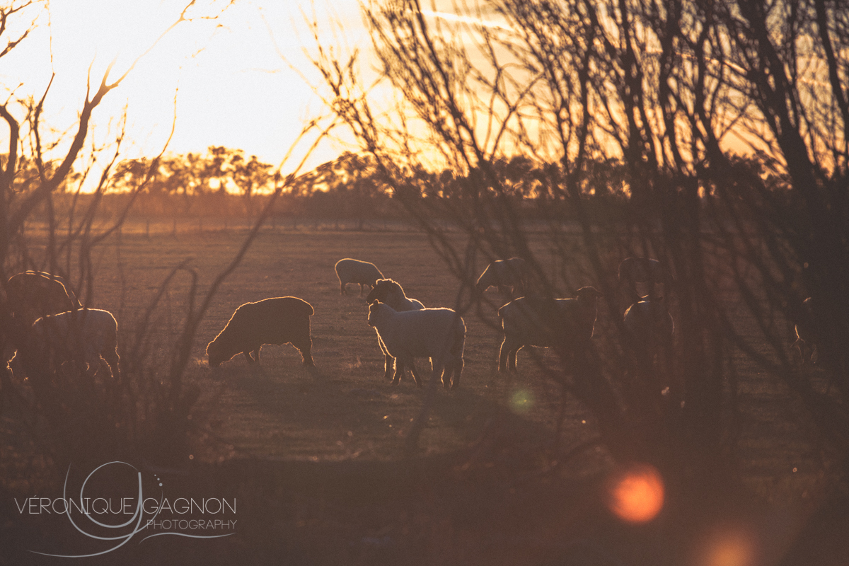 veronique Gagnon Photography