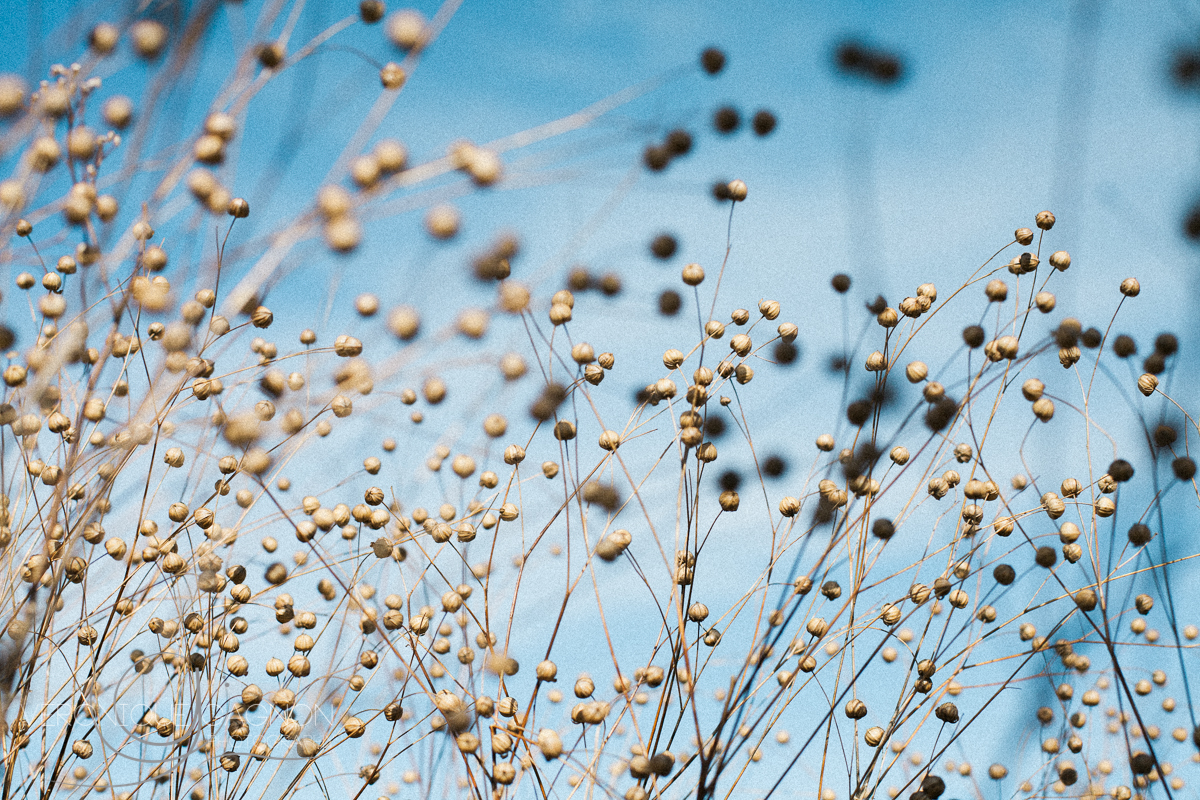 veronique Gagnon Photography