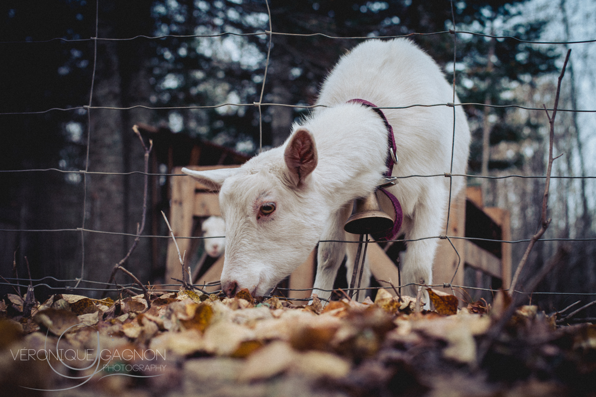 veronique Gagnon Photography